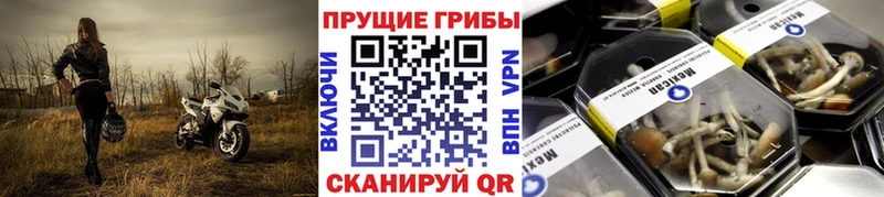 сколько стоит  Кудрово  Псилоцибиновые грибы Psilocybe 